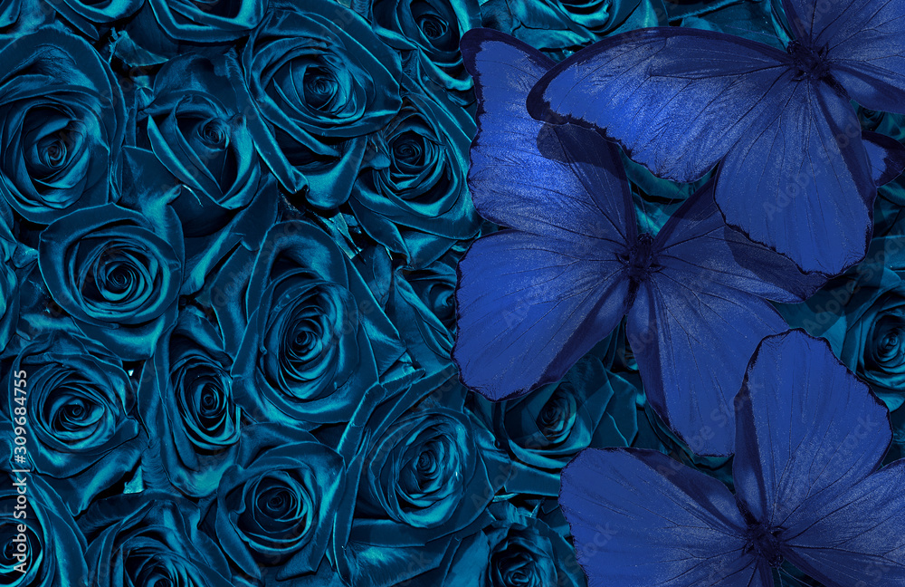 Fototapeta natural blue background. butterflies on flowers. 2020 trend color. blue morpho butterflies on blue roses. shades of blue