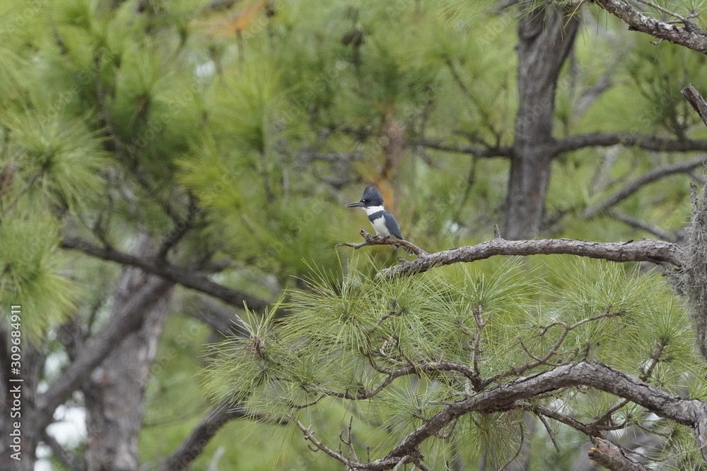 Birds at the local nature preserve Birds at the local nature preserve