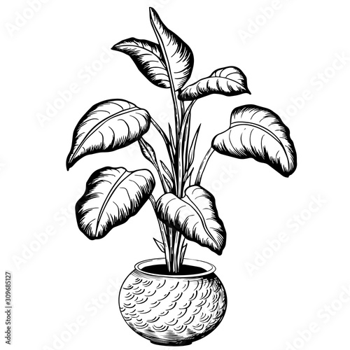 Tropical houseplant in flowerpot. Hand drawn black and white vector illustration.