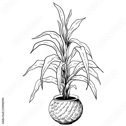 Long leaf houseplant in flowerpot. Hand drawn black and white vector illustration.