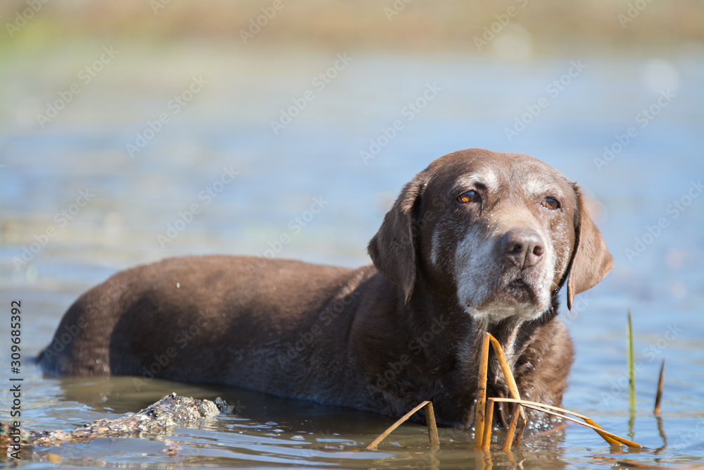Old chocolate labrador dog sitting in pond water. Old chocolate labrador dog sitting in pond water.