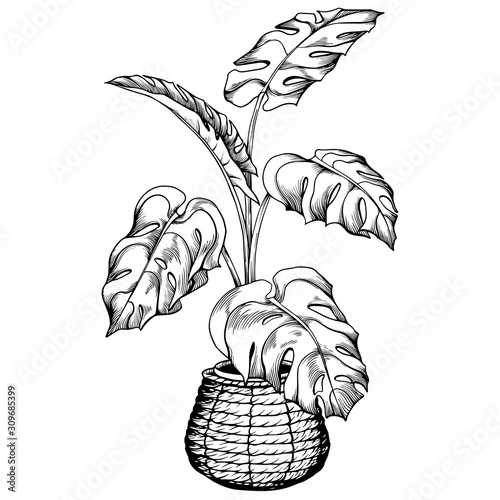 Tropical monstera houseplant in woven basket flowerpot. Hand drawn black and white vector illustration.