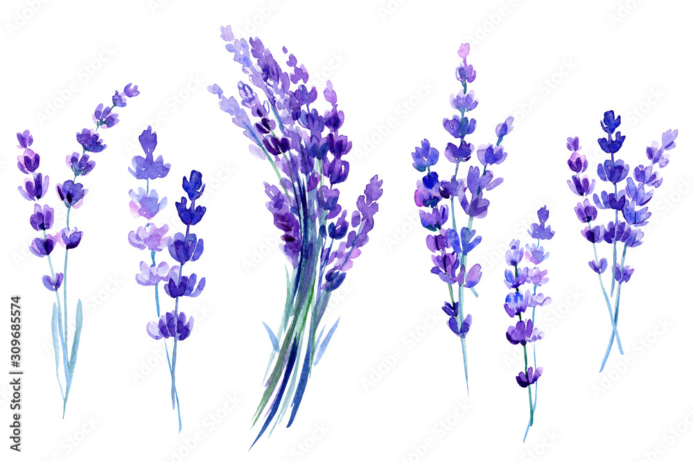 set of lavender flowers on an isolated white background, watercolor ...