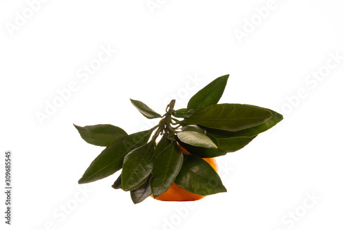 One fresh and juicy tangerine with green leaf isolated on a white background. Fruit composition. Side view