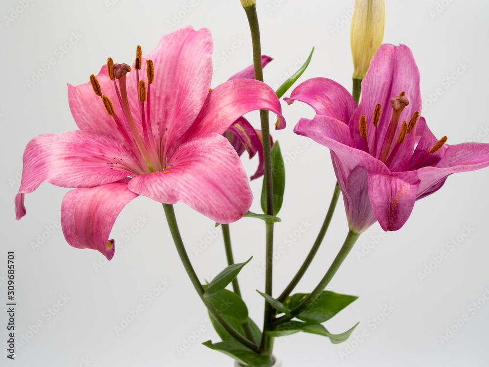 beautiful pink lilium flower on white background