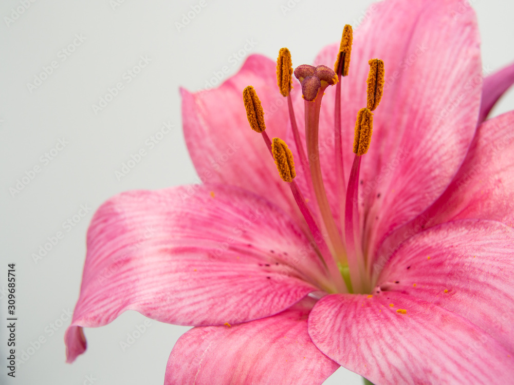 beautiful pink lilium flower on white background