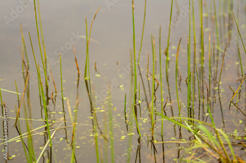 Green grass reed growing in water pond.