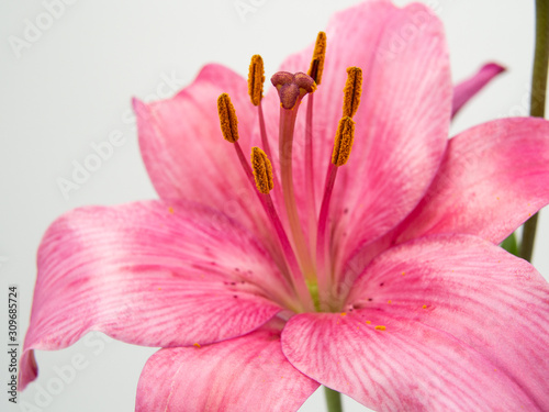 beautiful pink lilium flower on white background