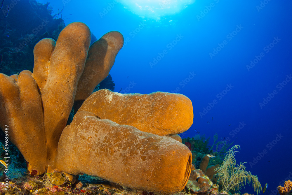 Tube sponges are the main feature of this coral scene. The reef is home
