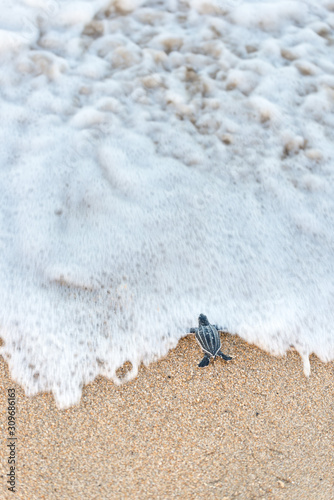 Leatherback hatchling rushing to the water at Trinidad and Tobago
