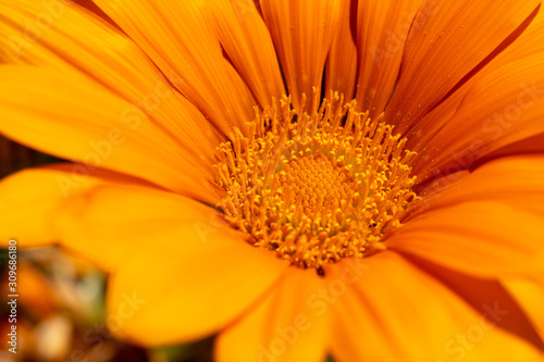 vibrant orange flower close up  