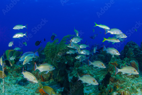 A scene from a tropical Caribbean reef showing an abundance of fish swimming around healthy coral structure. 