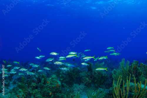 A scene from a tropical Caribbean reef showing an abundance of fish swimming around healthy coral structure. 