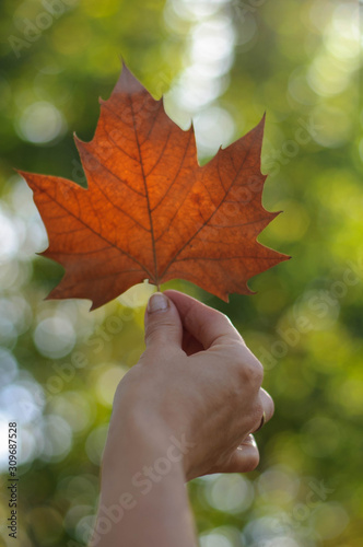 maple leaf in a woman s hand