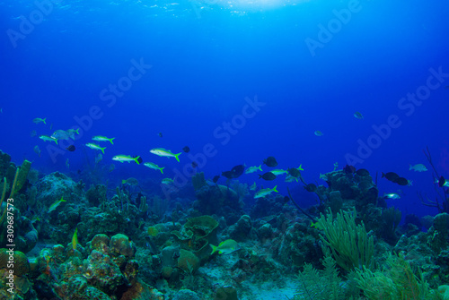 A scene from a tropical Caribbean reef showing an abundance of fish swimming around healthy coral structure.  © drew