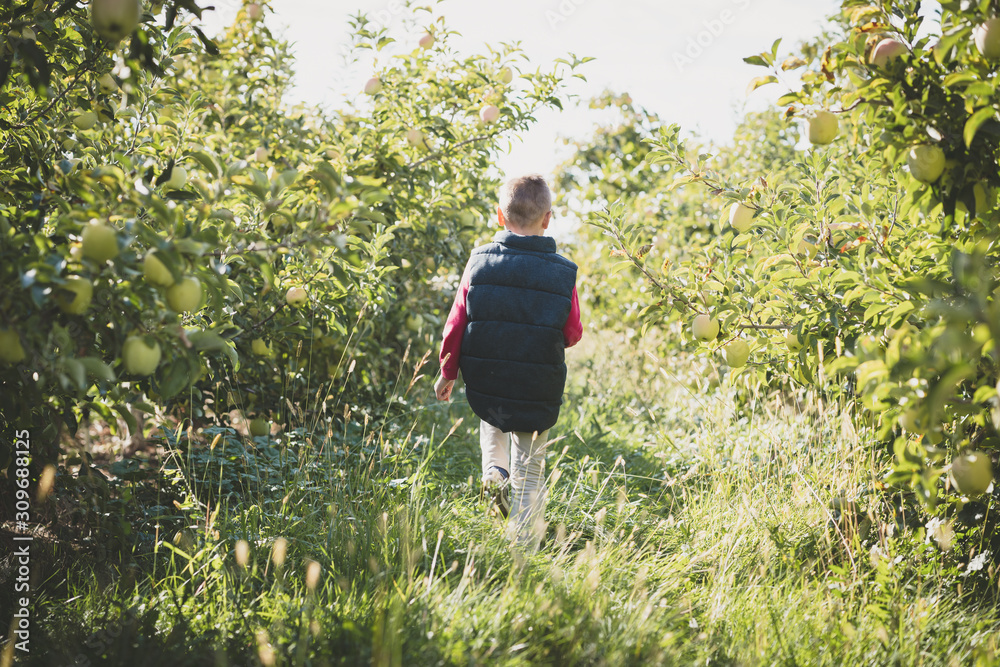 Boy in the orchard with an apple Boy in the orchard with an apple
