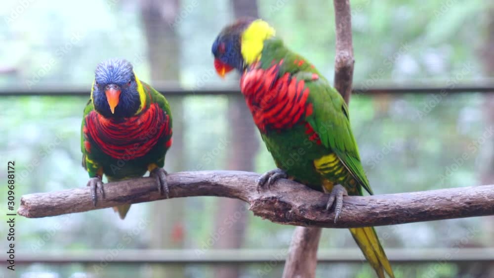 Couple rainbow lorikeets doing courtship rituals