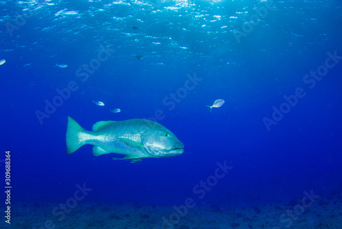 A cubera snapper dominates the water in the company of much smaller fish. This large animal lives on a reef in rad Cayman 