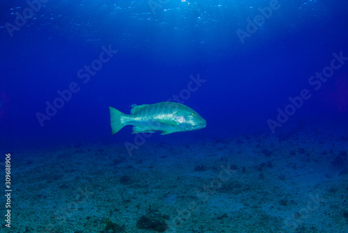 A cubera snapper dominates the water in the company of much smaller fish. This large animal lives on a reef in rad Cayman 