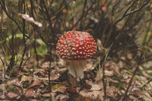 Red Agaric Mushroom