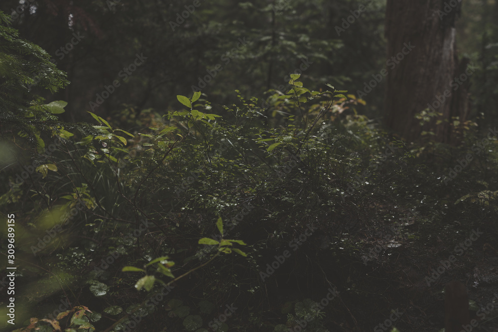 Dark forest foliage Dark forest foliage