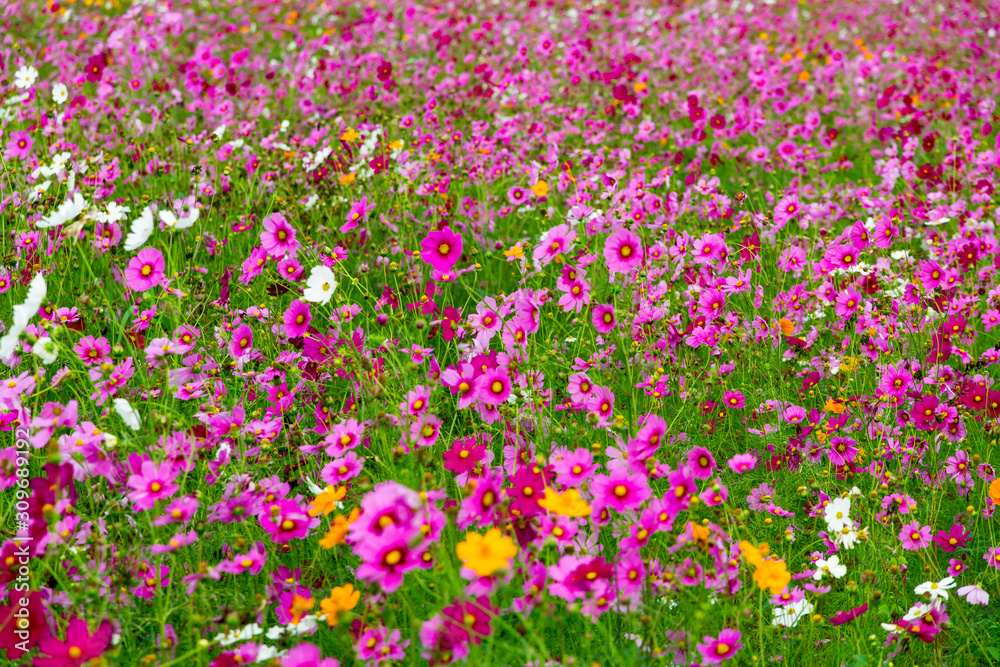Cosmos flower pink blur green background Cosmos flower pink blur green background