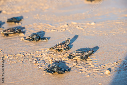 Six sea turtle hatchlings going to the water