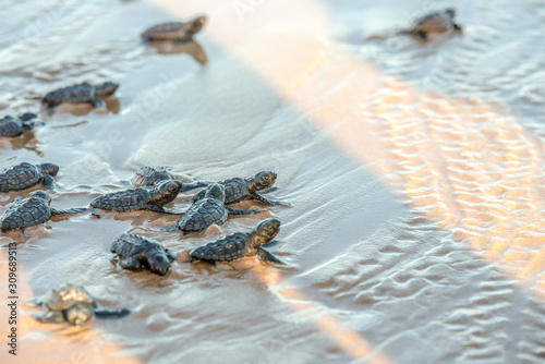 Fototapeta Naklejka Na Ścianę i Meble -  Group of sea turtle hatchlings at the beach