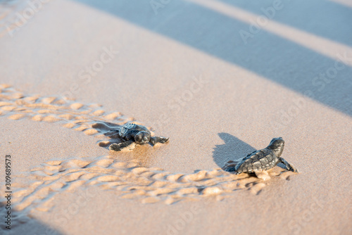 Two sea turtle hatchlings at the beach