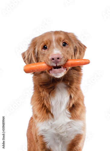 Fototapeta Naklejka Na Ścianę i Meble -  The Nova Scotia Retriever holds a carrot in his teeth. Healthy food for dogs. food for pets.