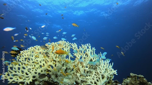 Tropical Underwater Orange Fish Reef. Underwater fish reef blue-green chromis (Chromis viridis) and fire corals. Tropical colourful underwater seascape. Underwater reef. Reef coral scene.  photo