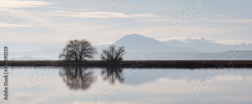 Trees with reflection in lake with Mt. Shasta in the background.