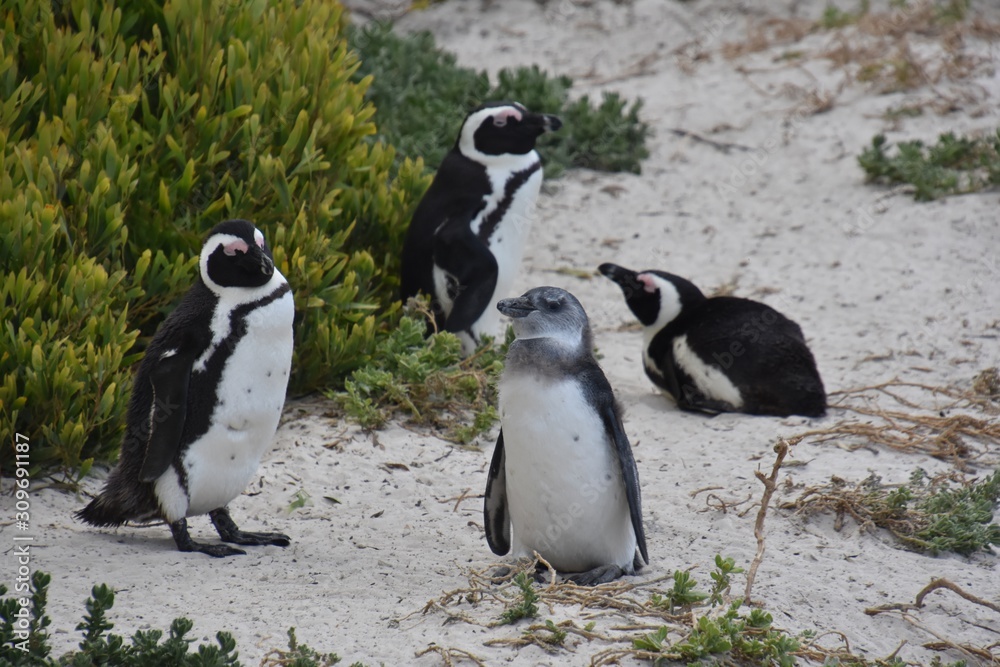 Obraz premium Penguins