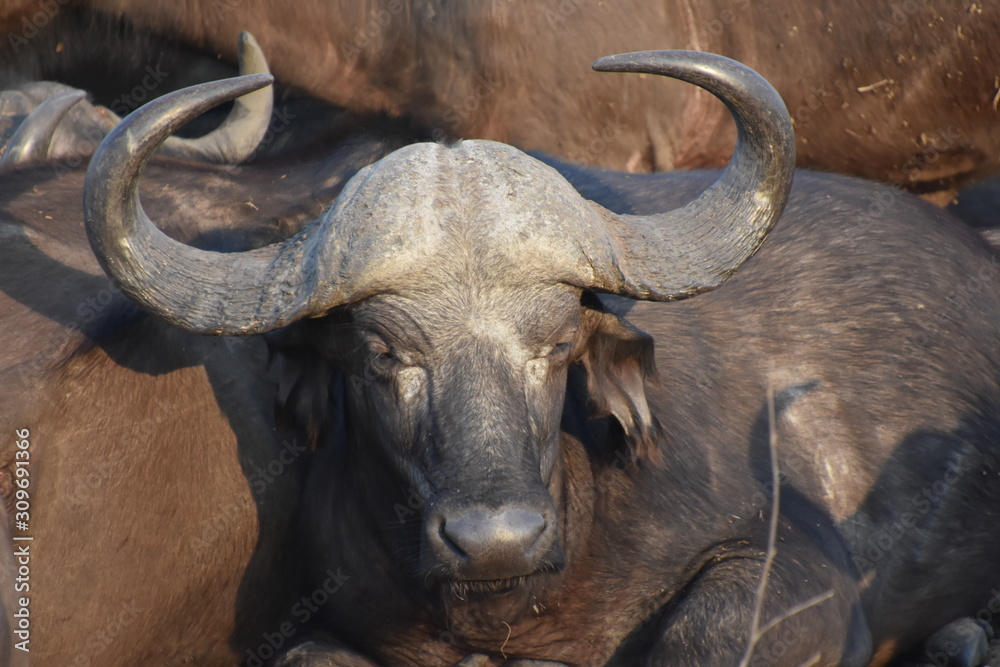 Water Buffalo Water Buffalo