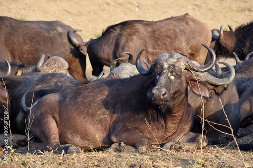 Canvas Print Water Buffalo