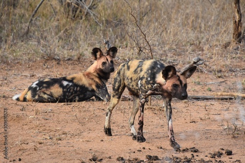 Wild Dog