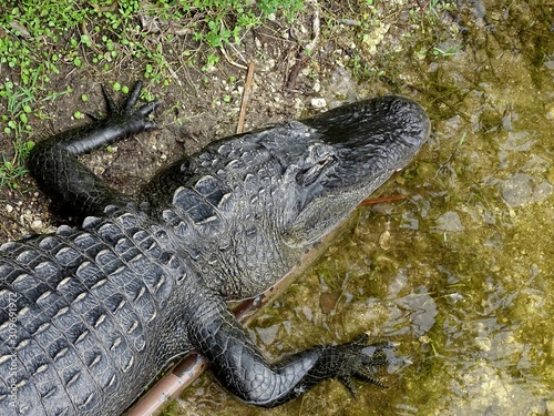 Alligator