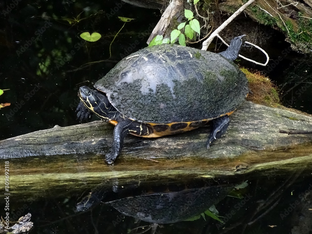 Obraz premium Turtle