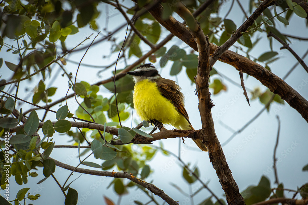 Obraz premium Plump yellow bird