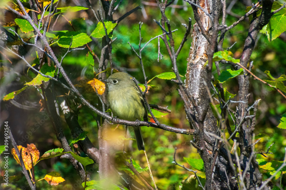 Naklejka premium Yellow Bird, Wildlife Photography, Hiking In The Forest, Bird Perched In Tree