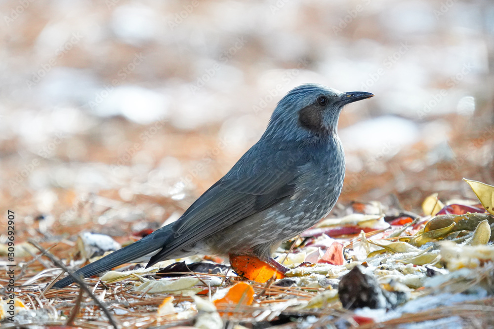 Obraz premium ヒヨドリ