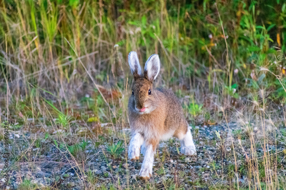 Fototapeta premium Alaska Wildlife Photography, Denali National Park, Wild Rabbit