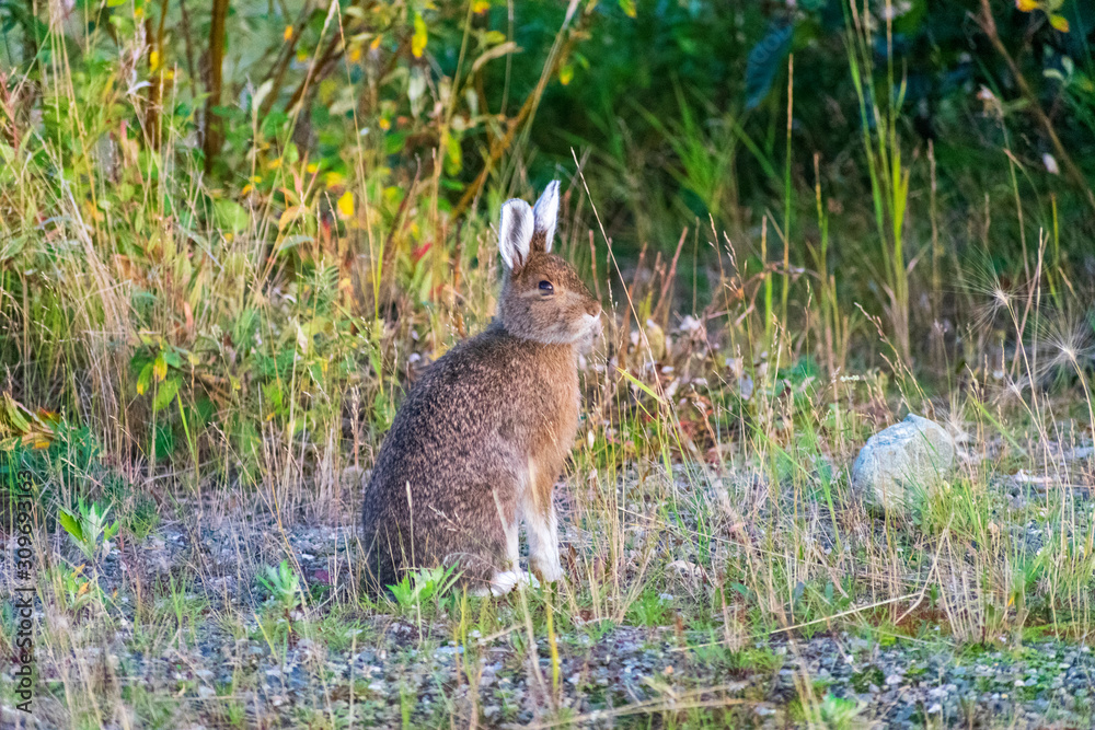 Obraz premium Alaska Wildlife Photography, Denali National Park, Wild Rabbit