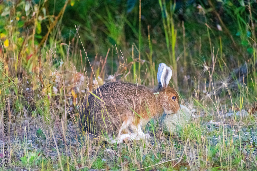 Obraz premium Alaska Wildlife Photography, Denali National Park, Wild Rabbit