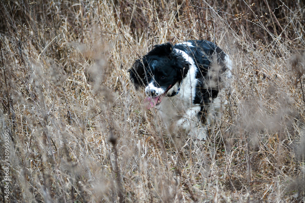 Fototapeta premium Hunting Springer Spaniels
