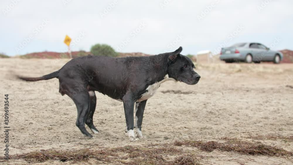 Wet, black dog shakes dry on the beach Wet, black dog shakes dry on the beach