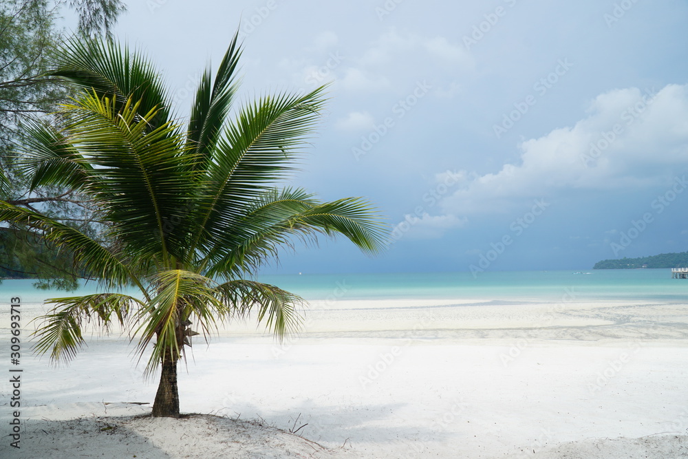 palm tree on the beach palm tree on the beach