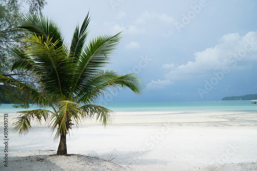 palm tree on the beach