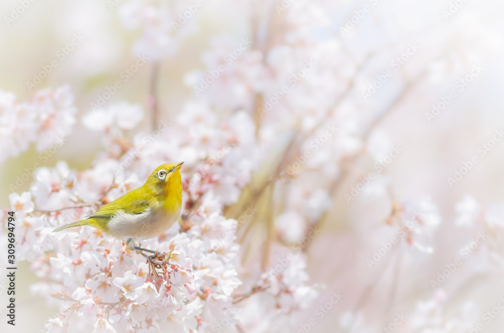 Japanese white-eye (mejiro) on a cherry tree in full bloom