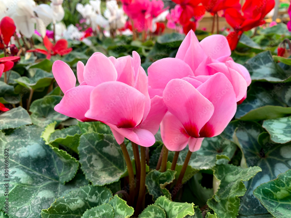 Pink Cyclamen or Alpine Violet (lat. - Cyclamen) Pink Cyclamen or Alpine Violet (lat. - Cyclamen)